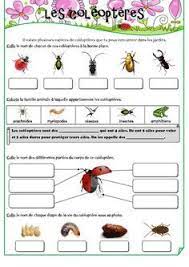 ecole cycle 2 les coleopteres coccinelles scarabees hannetons insectes les petites betes coleoptere