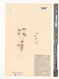 Image result for Craterostigma nummulariifolium