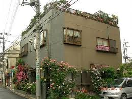 薔薇的剪定 loretta18的日志 网易博客 street view views street