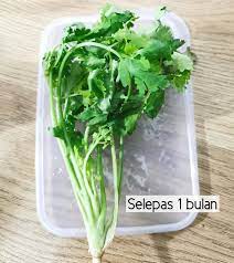 Setelah itu, kami mengambil dan memeriksa apakah rumput harvesting ketumbar tidak harus hanya untuk musim dingin. Petua Simpan Daun Ketumbar Supaya Kekal Segar Hijau Selepas Sebulan Daily Makan