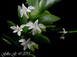 Image result for Angraecum chamaeanthus