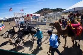 The actual race part is fun, the participant accommodations were kayla hossli is at virginia city camel races. Animal Handlers Try To Corral Ostriches During The First Day Of The 59th Annual International Camel Ostrich Races In Virginia City On Friday Sept 7 2018 Chase Stevens Las Vegas Review Journa
