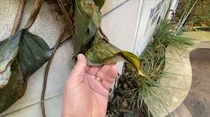 The very first and fundamental way to revive an air plant is soaking it in water. Action13 How To Rescue Your Frozen Plants After Winter Storm Abc13 Houston