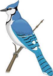 Blue Jay Blue Jay Pet Birds Bird Clipart