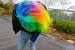 Male Rainbow Hair