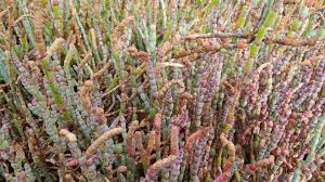 Image result for Salicornia perrieri