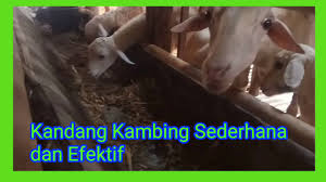 Kandang kambing yang sehat adalah kandang kambing yang mempunyai desain yang baik untuk pembuangan kotoran dan tempat untuk menaruh makanan kambing itu sendiri. Kandang Kambing Sederhana Dan Efektifçš„youtubeè§†é¢'æ•ˆæžœåˆ†æžæŠ¥å'Š Noxinfluencer