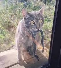 CurioVerso - Por que os gatos trazem presas para os donos? Se você já recebeu um “presente” inesperado do seu gato — como um rato, um pássaro ou até mesmo um inseto —