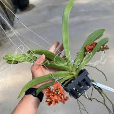 Image result for Rhynchosia castroi