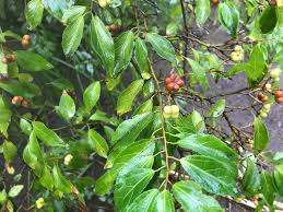 Image result for Grewia microthyrsa