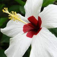 Among all living organisms, flowers, which are the reproductive structures of angiosperms. What Are The Parts Of A Gumamela Flower