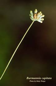 Image result for Burmannia