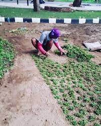 Perawatan rumput gajah mini setelah tanam. Cv Ary Gasebo Cara Menanam Rumput Gajah Mini Tutorial Facebook