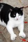 The Hemingway Cat - Cat breeds info