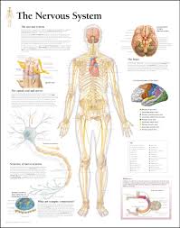 Browse nervous system templates and examples you can make with smartdraw. Medical Chart Female Spine Charts And Female Nervous System Charts Google Search Nervous System Anatomy Human Body Nervous System Body Nervous System