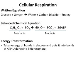 The chemical formula for the overall process is: What Are The Reactants In The Equation For Cellular Respiration Balanced Chemical Equation For Cellular Respiration Meaning And Function Science Trends Cellular Respiration Involves All Of The Following Except Terminal