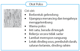 Perhatikan gerakannya pada gambar berikut ini. Sistem Gerak Pada Manusia Idschool
