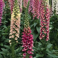 Looking for baby name inspiration? The Most Beautiful Flowers You Can Plant In Your Garden