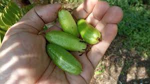 Buah belimbing wuluh, belimbing sayur atau belimbing asam (averrhoa bilimbi l.) adalah sejenis pohon kecil yang diperkirakan berasal dari kepulauan maluku, dan dikembangbiakkan serta tumbuh. 12 Manfaat Belimbing Wuluh Buah Kecil Dengan Cita Rasa Asam Orami