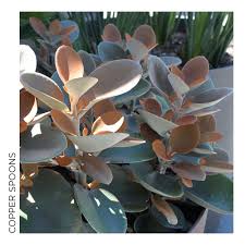 Kalanchoe Copper Spoons Garden Life Plants Succulents Planting Succulents