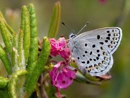 Image result for Sorghastrum fuscescens