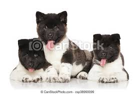 The breed has had many uses, such as police and military work, a guard dog (government and civilian), a fighting dog, a hunter of bear and deer and a sled dog. Group Portrait Of A American Akita Puppies In Front Of White Background Canstock