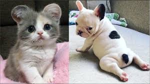 pin on animals