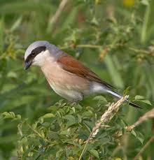 Vogel Des Monats Der Neuntoter Tiere Heimtierbedarf Vogel Im Garten