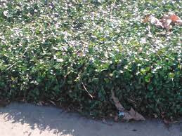 Space ground cover plants 5 feet apart and climbing specimens at least 4 feet apart at the base of a. In The Garden Asiatic Jasmine Overwintering Mandevilla And Planting Irises
