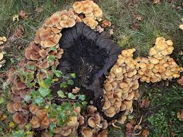 Sulfur tuft mushroom found in the golden gate national parks. Sulphur Tuft