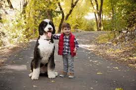 F1 generation height changes in the range 23 to 29 inches depending upon the size of the poodle. What Is The Size Of Standard Bernedoodles