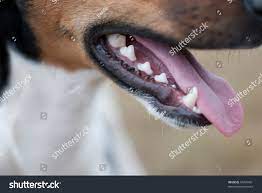 Closeup Small Dog Mouth Open Tongue Stock Photo 84405901 | Shutterstock