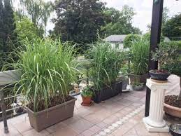 Es wächst recht schnell, wobei sich 3 bis 4 meter hohe rohrstängel bilden. Miscanthus X Giganteus Pflanzballen Schnell Hoch Fur Terrasse Balkon Jumbograshecke Com