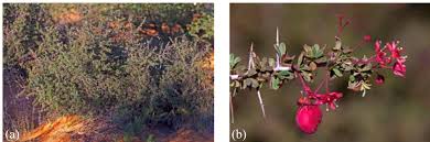 Image result for Plinthus karooicus