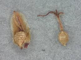 Image result for Fimbristylis quinquangularis