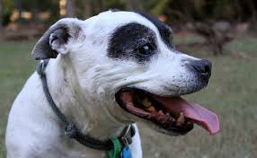 Résultat de recherche d'images pour "bull terrier"