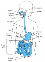 Les Organes Du Systeme Digestif Anatomie Biologie Wissen
