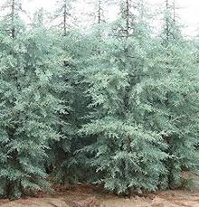 Image result for Cupressus arizonica