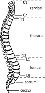 vertebral column an overview sciencedirect topics