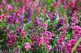 Image result for Angelonia