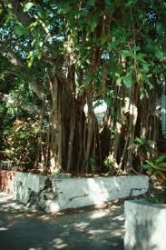 They supply nutrients to the fig, allowing it to grow faster than the host tree. How To Trim Weeping Fig Tree Roots