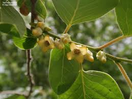 Image result for Diospyros virgata