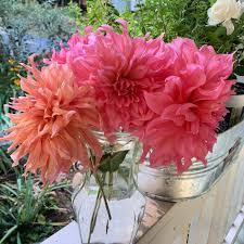 Dahlias are planted in the spring when the ground temperature is approximately 60 degrees or warmer (exceptions will be hot climates); Grow Dahlias In Pots Flower Patch Farmhouse