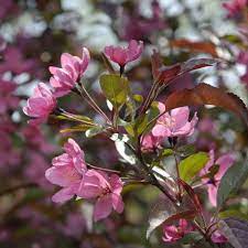 May 01, 2010 · put your nose to the petals, and there's nothing pleasant to experience. 15 Most Fragrant Outdoor Flowers Best Smelling Plants For Garden