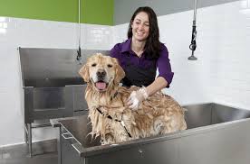 start a self serve dog washing business