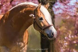 pin von jessi sullivan auf horse pferde fotografie pferdefotografie pferdefotos