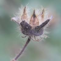 Image result for Hibiscus physaloides