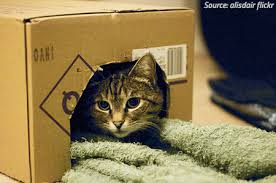 Cheap ways to move across the country. Moving With Cats To A New Home How Moving Affects Cats
