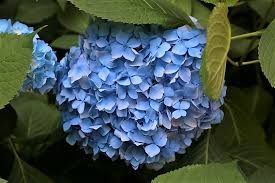 Even soil moisture results in healthy hydrangea shrub growth and flowering. Garden World How To Keep A Blue Hydrangea Blue Garden World