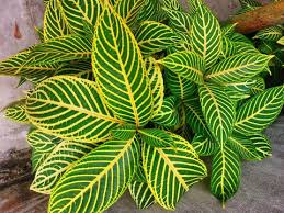 Image result for Sanchezia